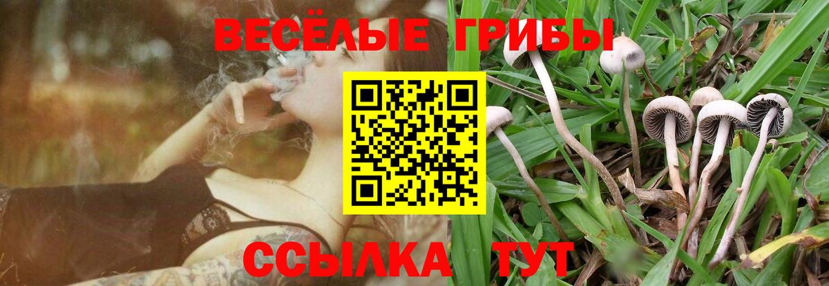 Галлюциногенные грибы Psilocybe Ставрополь